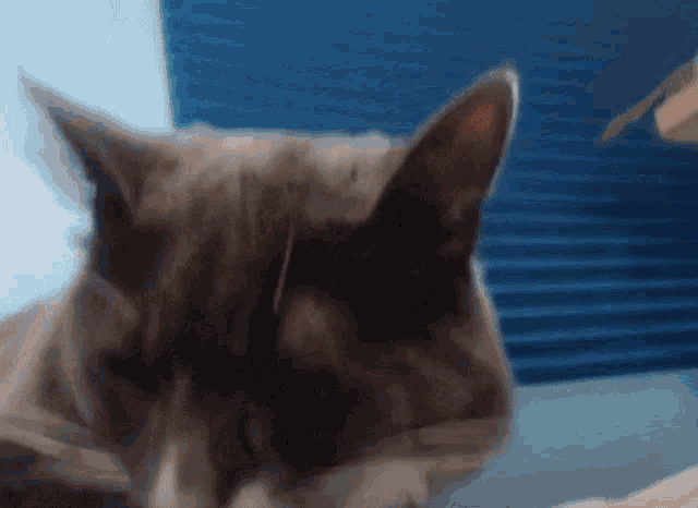 Dechart Games Cat GIF - Dechart Games Cat Theo GIFs