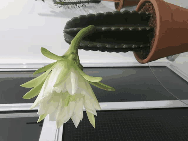 a cactus in a pot with a white flower growing out of it