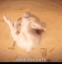 a cat is dancing on a table with the words `` love you guys '' written on the bottom .