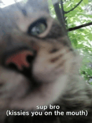 Cat Meme Cat Rizz GIF - Cat Meme Cat Rizz GIFs