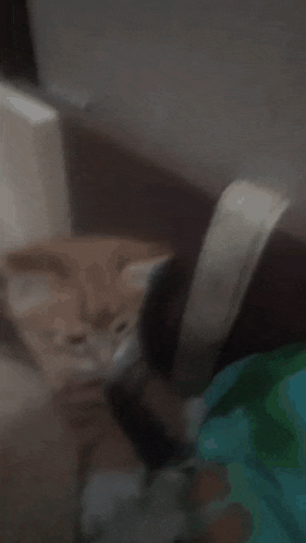 a cat laying on a couch looking at the camera