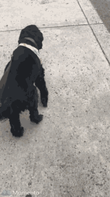 a black dog is standing on a sidewalk with the word momento on the bottom right