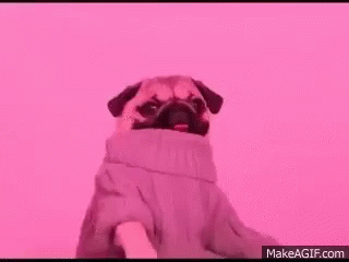 Pug Drake GIF - Pug Drake Hotlinebling GIFs