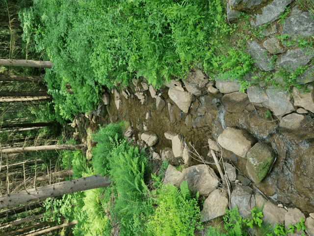 a stream in the middle of a forest surrounded by trees and rocks
