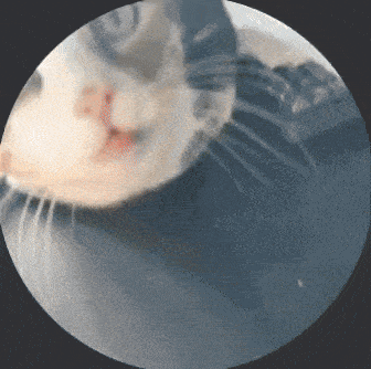 Flabbergasted Flabergasted Cat GIF - Flabbergasted Flabergasted Cat Cat Flabbergasted GIFs