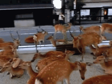 Well Someone Sprung A Leak! GIF - Deer Whining Funny GIFs