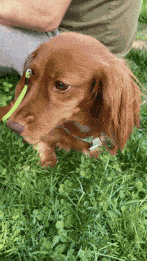 a brown dog with a green leash is looking at something in the grass