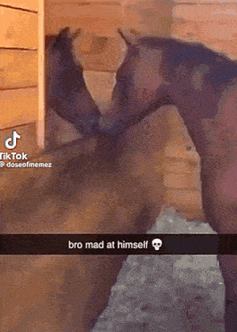 a couple of horses standing next to each other in a stable with a caption that says bro mad at himself .