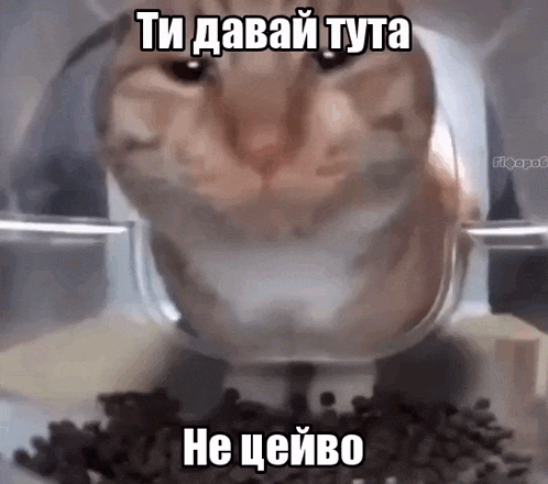 a close up of a cat eating food from a plastic container .