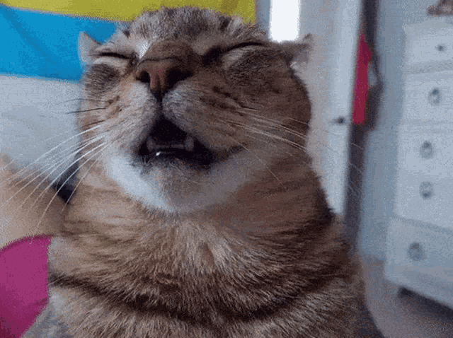 a close up of a cat with its eyes closed