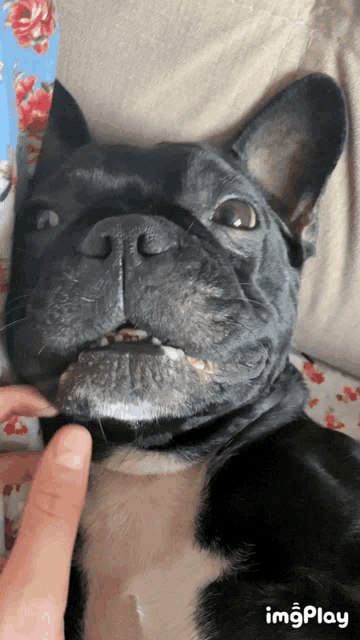 a close up of a dog 's face with the words imgplay at the bottom of the image