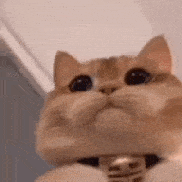 a close up of a cat wearing a bell around its neck looking up at the camera .