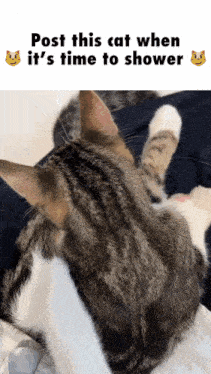a cat is laying on a person 's lap with the caption post this cat when it 's time to shower