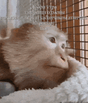 a monkey is laying in a cage with a caption in a foreign language