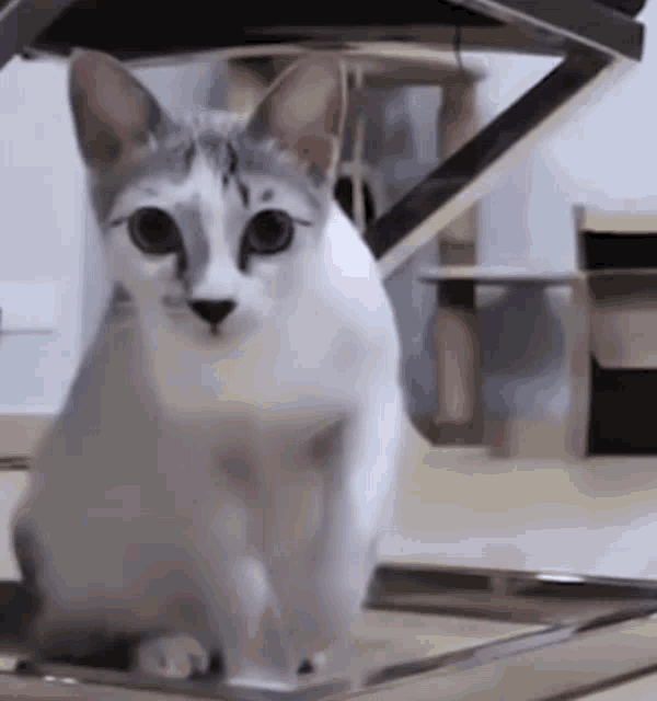 Cat Cat Jump GIF - Cat Cat Jump Jump GIFs