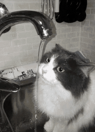 Cat Drinking GIF - Cat Drinking Faucet GIFs