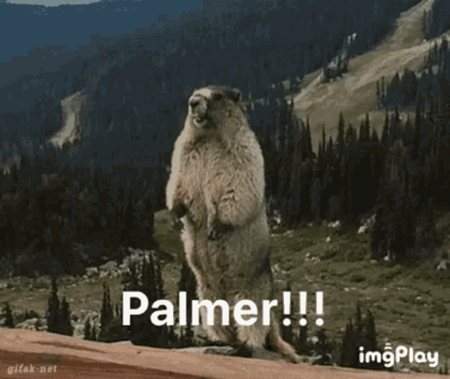 a ground squirrel standing on its hind legs with the word palmer written on the bottom