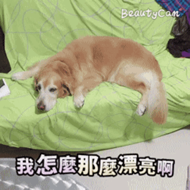 a dog is laying on a green couch with a beautycam watermark