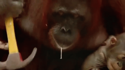 How Could You Be So Stupid?! GIF - Hammer Ape Stare GIFs
