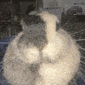 a close up of a rabbit sitting on a table covered in sand .