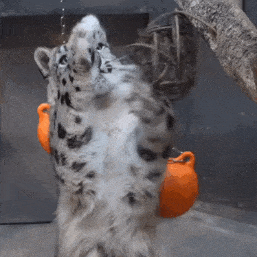 a snow leopard is standing on its hind legs while holding a pumpkin .