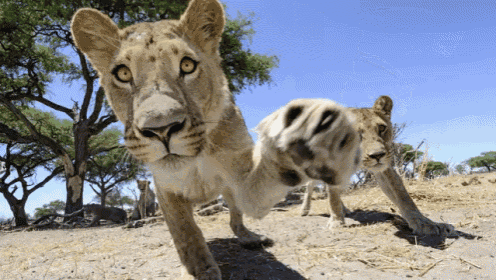 This Is How You Photograph A Pride Of Lions GIF - Lions Photography GIFs