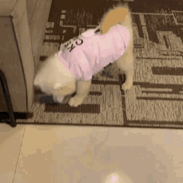 a small dog wearing a pink shirt with the number 20 on it is standing on a rug .