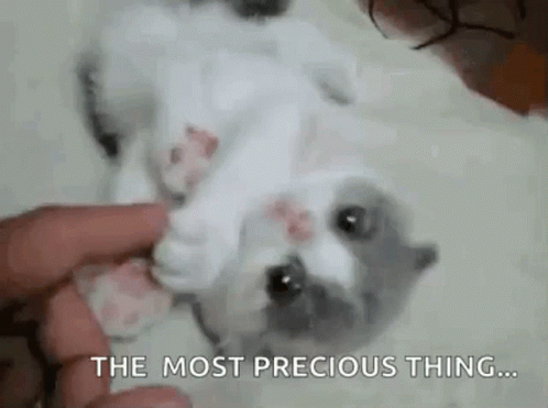 The Most Precious Thing Kitten GIF - The Most Precious Thing Kitten Kitty GIFs