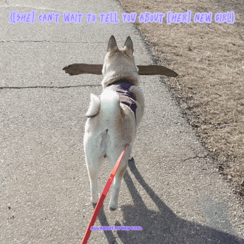 a dog on a leash with the caption " she can 't wait to tell you about [ her ] new girl "