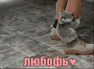 любофь любовь коала обнимаю обнимашки обнимает коала GIF - Love Cute Koala GIFs