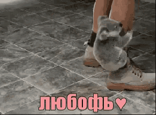 a koala bear is standing on a person 's feet with a heart in the lower right corner .