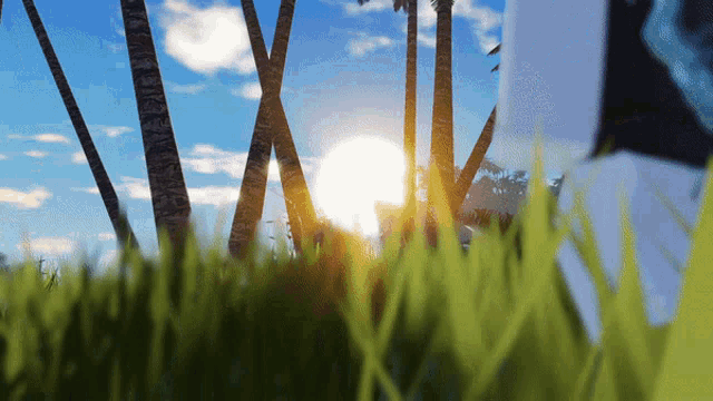 the sun shines through the palm trees in the jungle