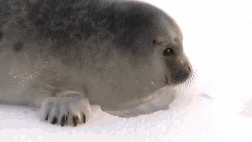 a seal is laying in the snow and looking at the camera .