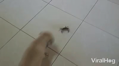 Chasing Hunting GIF - Chasing Hunting Hungry For Crabs GIFs