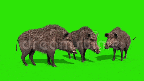 Pig Pigs GIF - Pig Pigs Walking GIFs