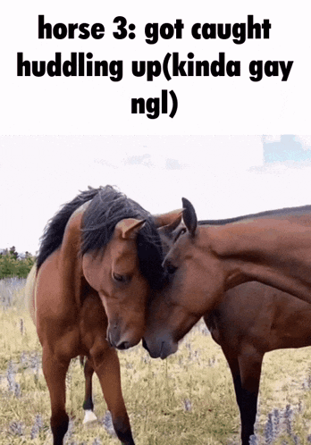 two horses hugging in a field with the caption horse 3 got caught huddling up