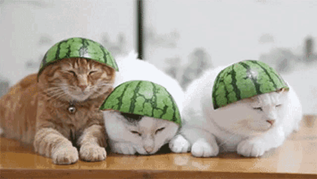 Watermeloncats Triplets GIF - Watermeloncats Triplets GIFs