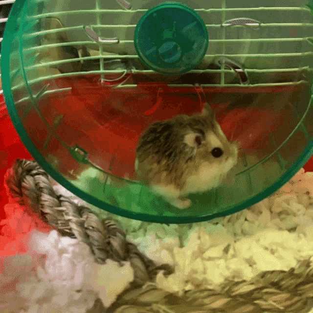 a small hamster is sitting in a green wheel