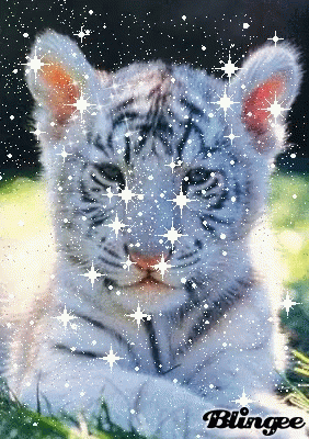 Tiger Tiger Cub GIF