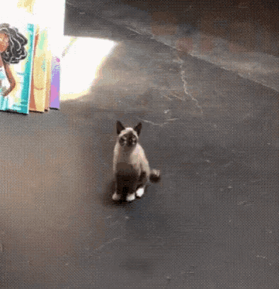 Cat Slow Mo GIF - Cat Slow Mo Fail GIFs