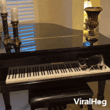 Cat Plays Piano Viralhog GIF