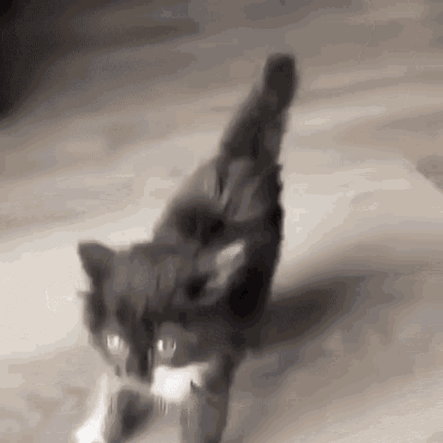 Kitten Fearsome GIF - Kitten Fearsome Hiss GIFs