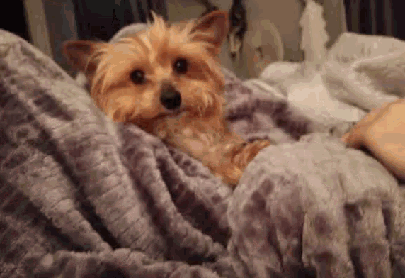 a small dog is wrapped in a purple blanket and looking at the camera .