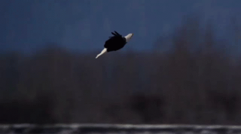 Eagle Fly GIF - Eagle Fly Mating GIFs