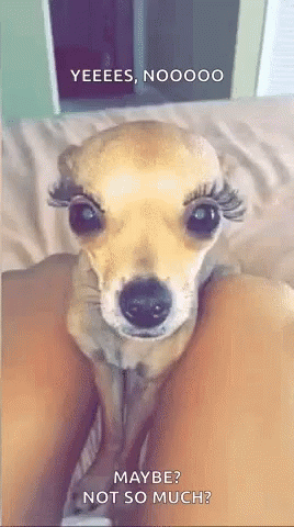 Queer Dog Eyelashes GIF