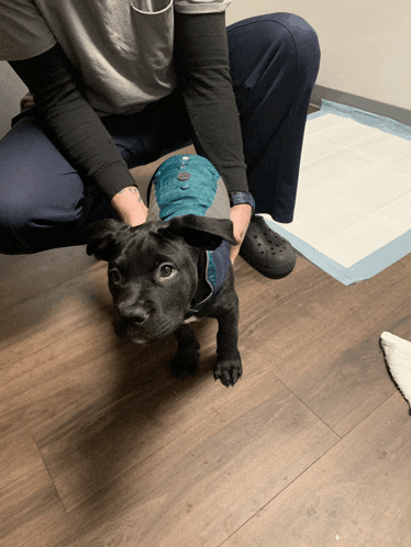 a person is kneeling down next to a small black dog wearing a blue jacket