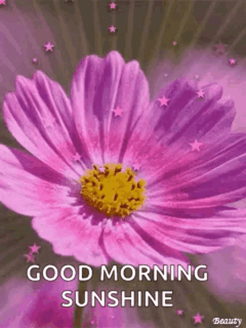 a pink flower with a yellow center and the words `` good morning sunshine '' written on it .
