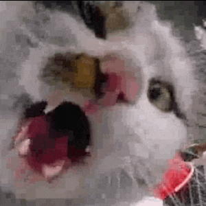 a close up of a cat 's face with its mouth open and a red toy in its mouth .