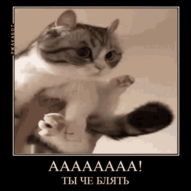 a cat is being held in someone 's arms with a caption in russian