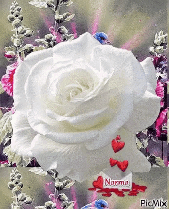 a white rose is surrounded by hearts and flowers and has the name norma on it